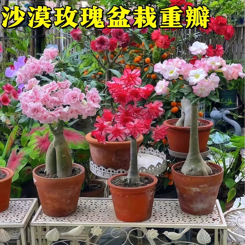 沙漠玫瑰盆栽重瓣带花苞小苗老桩盆景室内阳台花卉绿植物多肉花卉