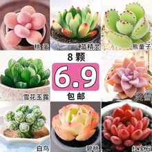 多肉植物绿植花卉大颗好养盆栽室内招财进宝组合桃蛋玉露品种精品