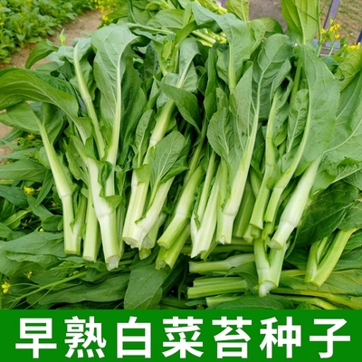甜脆早熟白菜苔种子菜种籽秋冬季种白菜心种孑蔬菜种四季菜薹种籽
