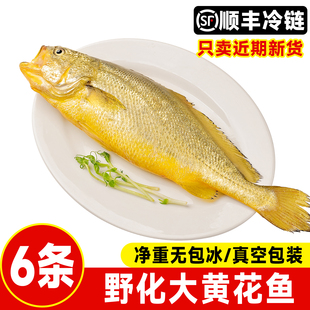 【顺丰冷链】野化黄花鱼深海自然生长大黄花鱼新鲜海鲜节日送礼
