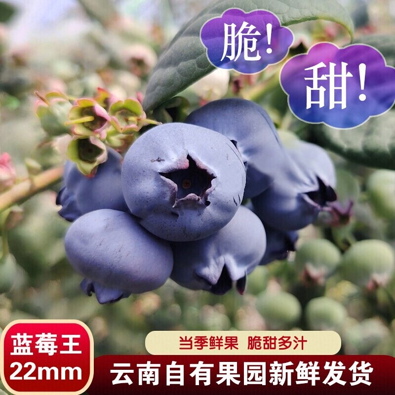 现摘新鲜云南高山蓝莓鲜果水果现货顺丰包邮当季正宗花香蓝莓果王