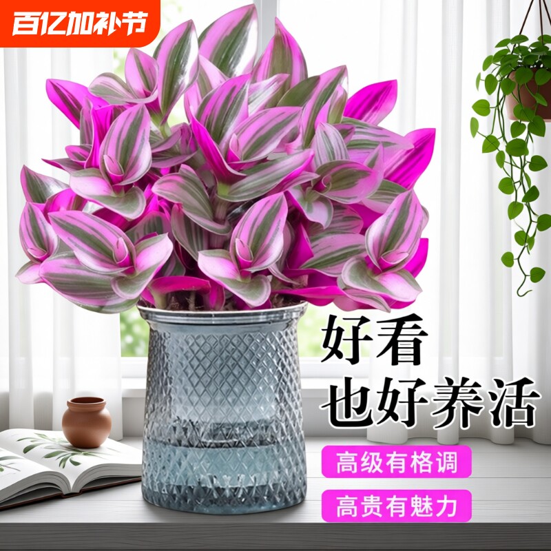 油画婚礼吊兰盆栽花盆垂吊大盆进口好养活紫露兰绿植室内多肉植物