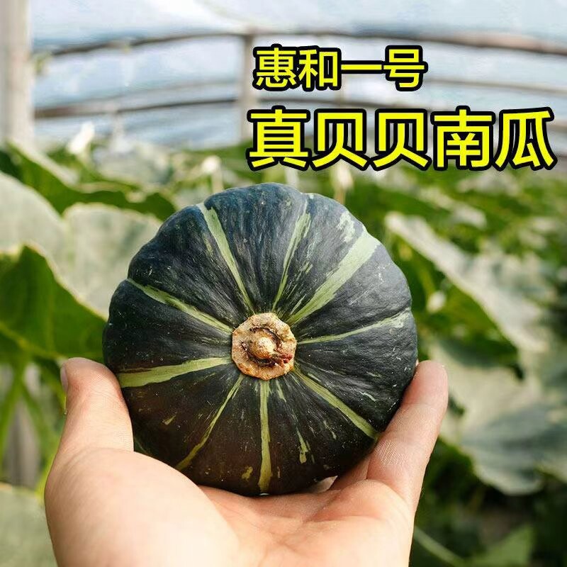 惠和一号正宗真贝贝南瓜小南瓜香甜板栗味5斤宝宝辅食