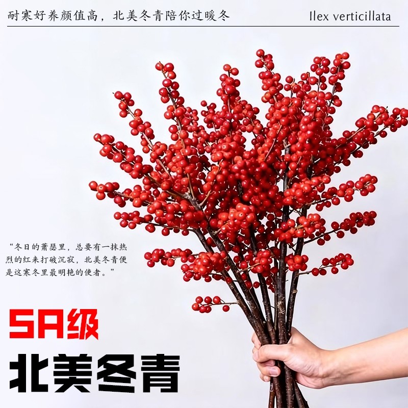 北美冬青红果真花鲜切花枝室内水培插花鲜花绿植年宵花卉植物客厅