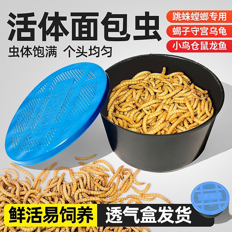 面包虫活虫黄粉虫鲜活体喂鸟乌龟仓鼠龙鱼食活饵守宫蜥蜴角蛙包邮