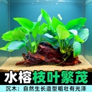沉木水榕水草植物鱼缸造景装 饰活体懒人莫斯阴性增氧净水椰壳屋