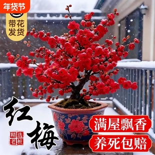 红梅花盆栽原生老桩盆景庭院花卉植物耐寒四季腊梅树苗绿梅开花