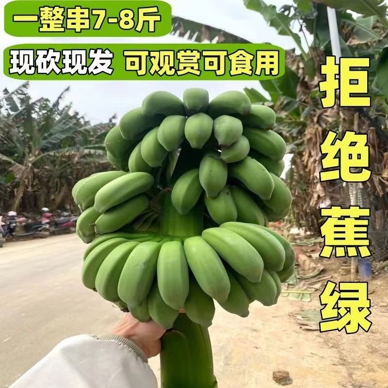 广西串蕉禁止蕉绿带杆3-5把送卡片...