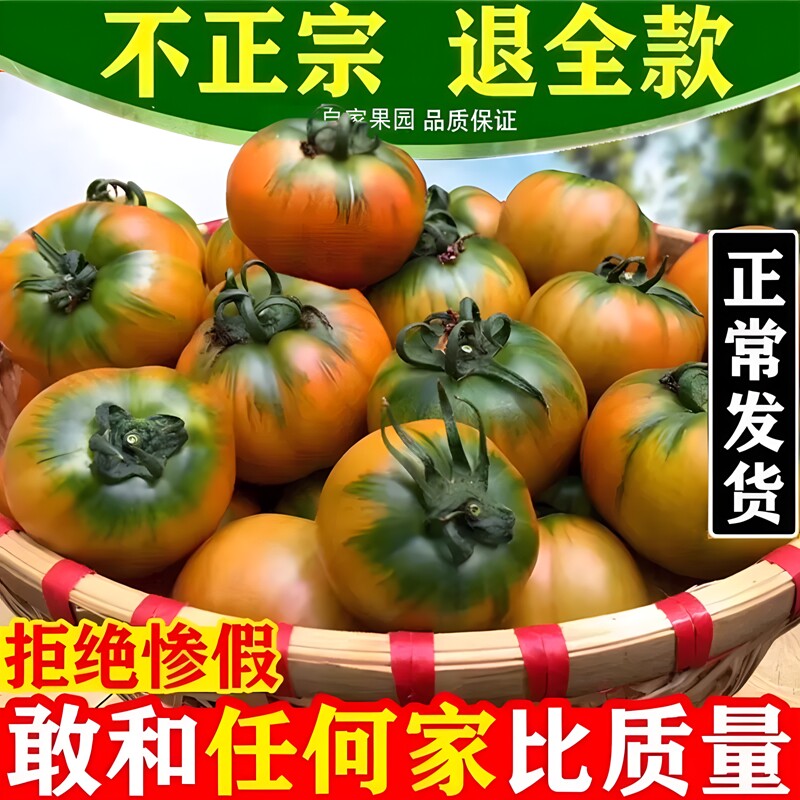 正宗东北新鲜水果西红柿农家自种草莓柿子铁皮柿子脆甜生吃番茄