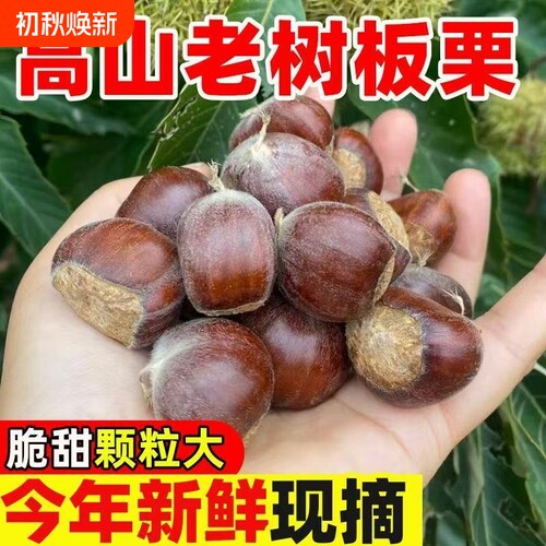 2026新货正宗云南新鲜板栗生板高山产地直发板栗毛栗子生板栗批发