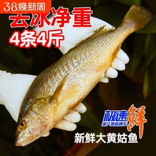 新鲜大黄姑鱼4条4斤 黄花鱼 黄唇鱼黄姑子黄铜鱼花蜮鱼黄三鱼黄海