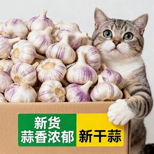 【巨实惠】金乡紫白皮大蒜批发新鲜大蒜特大蒜头干蒜大蒜正宗包邮