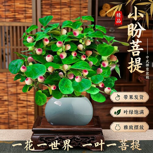 精品小盼菩提树盆栽带果办公室内禅意盆景水培四季好养花卉绿植物