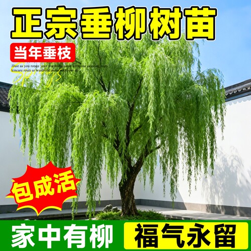 庭院造景特大垂柳树苗当年成景