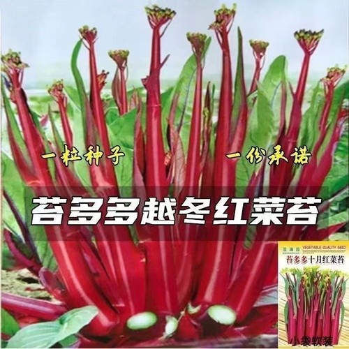 十月红菜苔种子改良高产