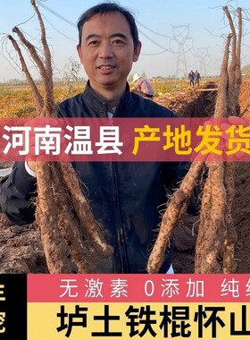 正宗焦作温县铁棍山药