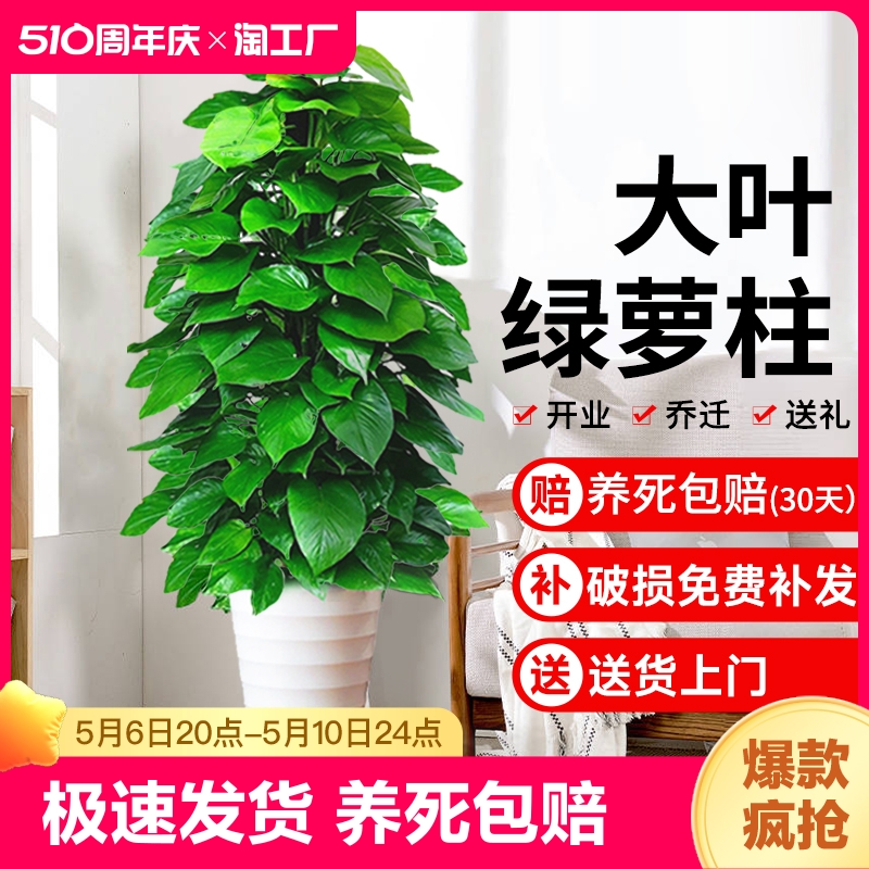 大叶绿萝柱盆栽大型绿植吸甲醛