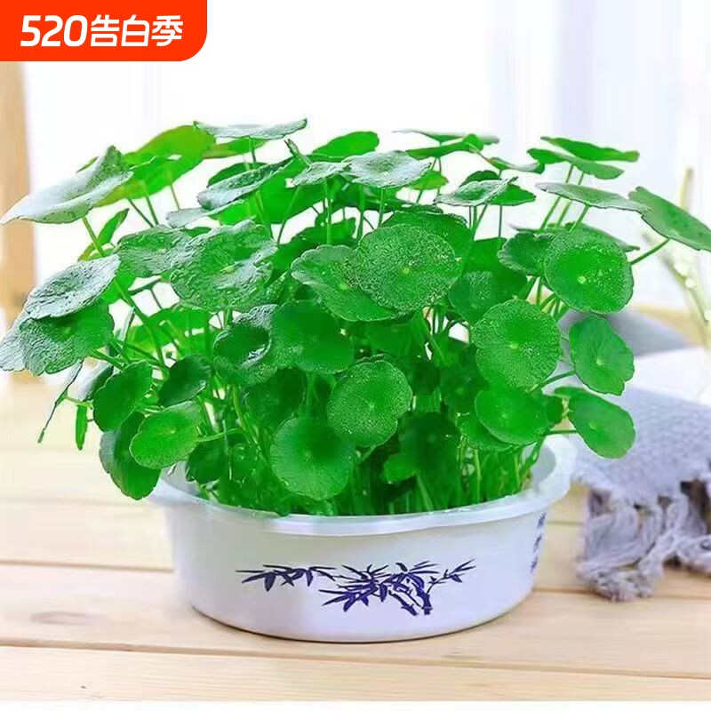 水培铜钱草招财植物带叶金钱草办公桌面盆栽室内水养土培绿植花卉