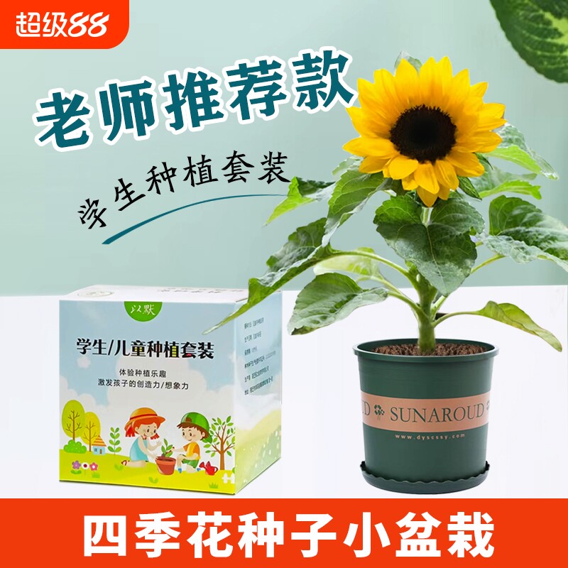 儿童种植小盆栽套装学生实验套餐植物向日葵种子四季凤仙花种籽子
