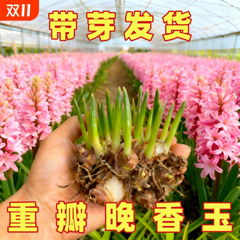 晚香玉四季种植开花好成活开花香