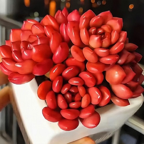 红宝石多头多肉绿植好养植物肉肉组合办公室盆栽创意花卉中国风