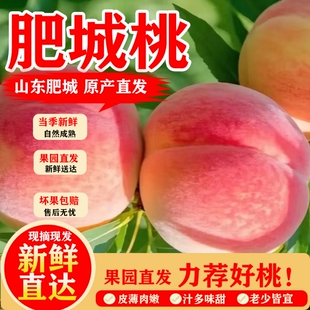 正宗肥城桃新鲜现摘大果整箱包邮鲜果礼盒装地理性标识桃当季