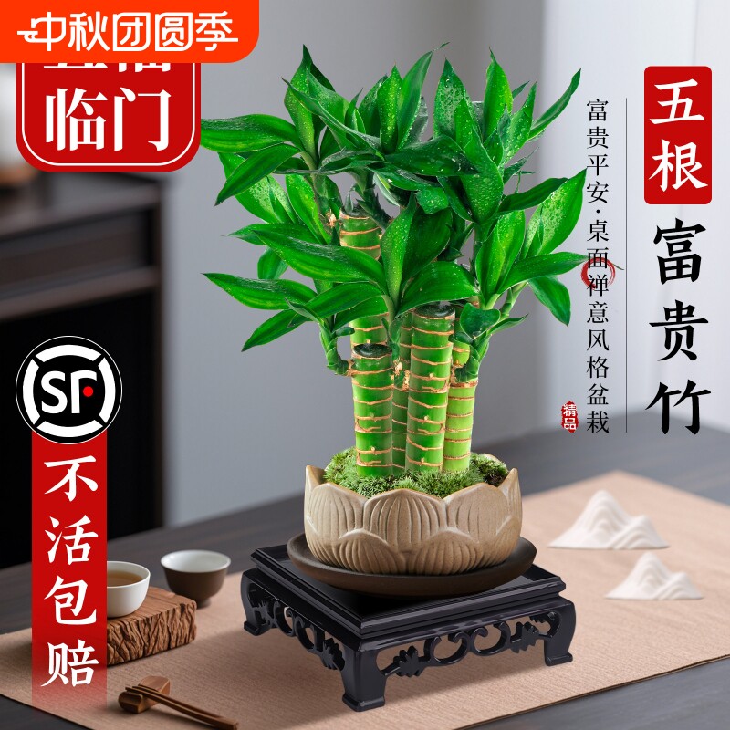 富贵竹植物客厅招财土培文昌竹盆栽盆景竹子绿植桌面小叶花盆室内图片