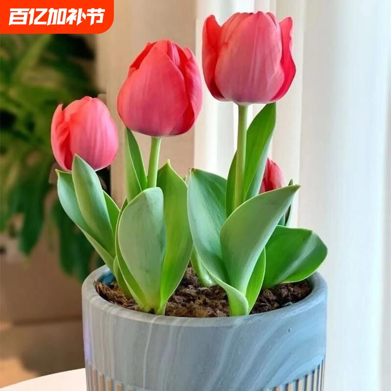 郁金香种球土培四季开花种子种球耐寒花卉冬季盆栽苗室内室外植物