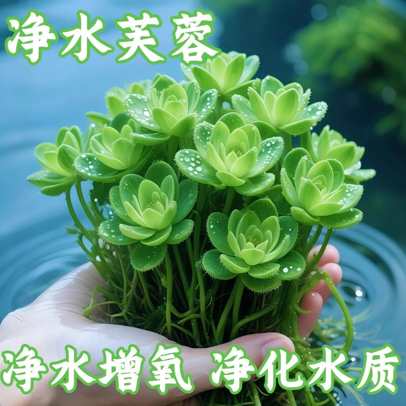 鱼缸专用水培植物浮萍水草鱼池乌龟净化水质造景养鱼生态螃蟹海缸