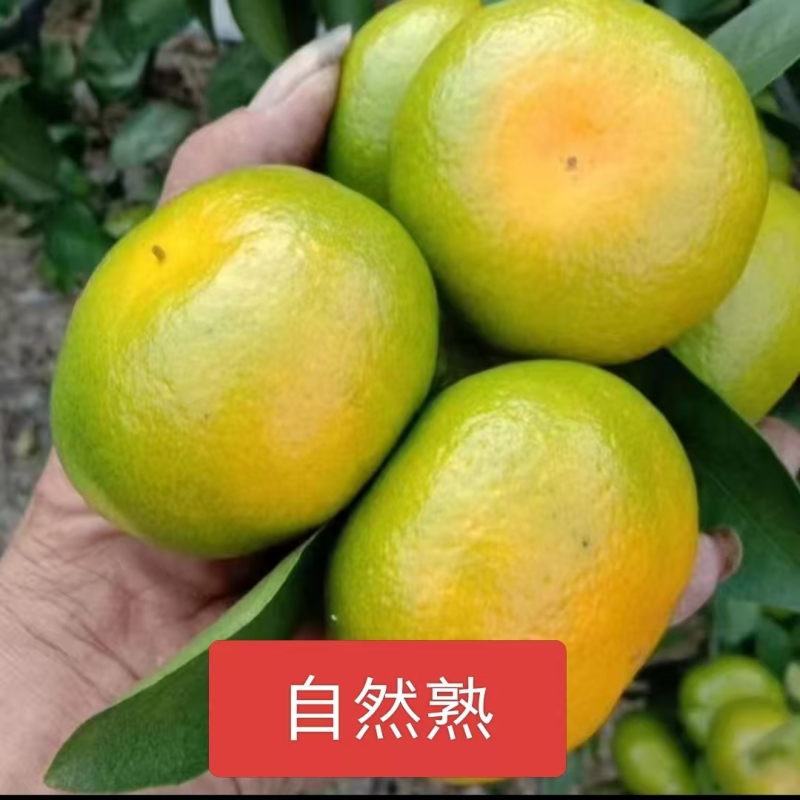 蜜桔江南皮薄汁多酸甜爽口