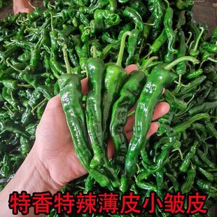 小邹皮辣椒爆辣特辣薄皮辣椒新鲜蔬菜螺丝椒农家土辣椒香辣小青椒
