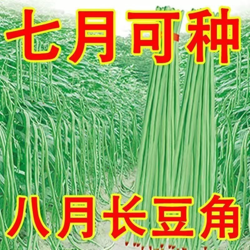 摘不败特长豇豆角种子高产绿先锋长豆角绿豇豆角种子春季蔬菜种子