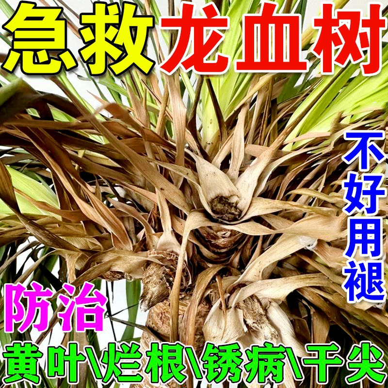 龙血树专用营养液治叶子发黄干尖药黑斑烂根茎腐病龙须树专用肥料