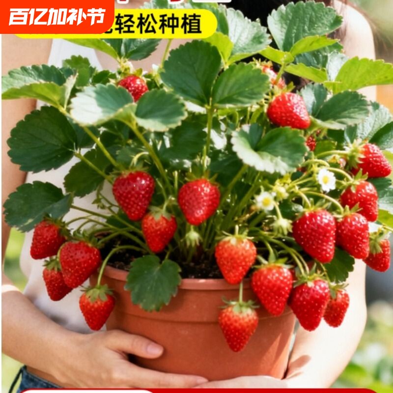 草莓苗秧盆栽奶油四季结果脱毒红颜丹东草莓新苗带花带果带盆阳台