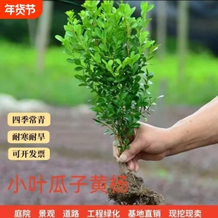 黄杨树苗黄杨苗庭院绿篱植物小叶冬青苗绿化耐寒篱笆精品耐旱景观