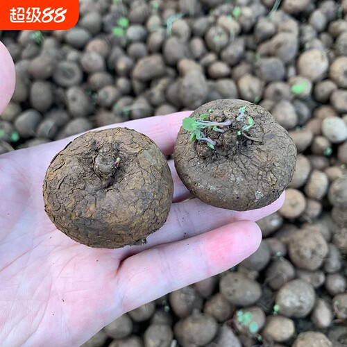 红藤山乌龟金不换植物圆叶爬藤圆叶室内水培盆景客厅盆栽阳台绿植