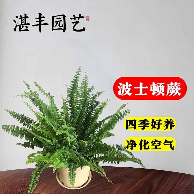 波士顿蕨绿植盆栽桌面四季常青室内狼尾蕨好养活铁线蕨鸟巢蕨客厅