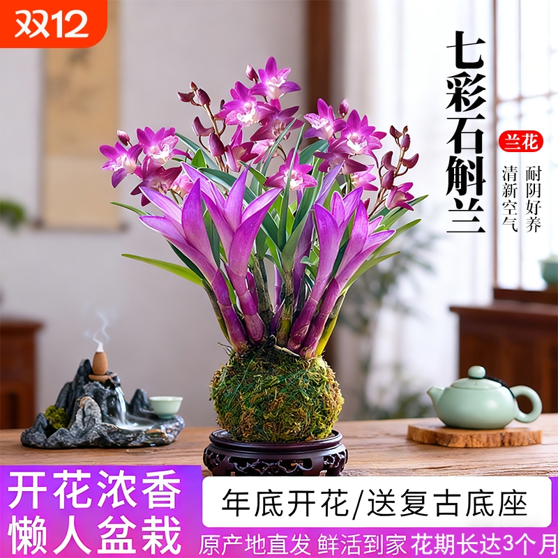 香水石斛3苗苔藓球|超1000次加购