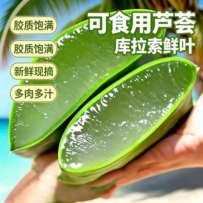 库拉索芦荟叶片芦荟美容院灌肤芦荟盆栽绿植太粘稠芦荟护肤美容