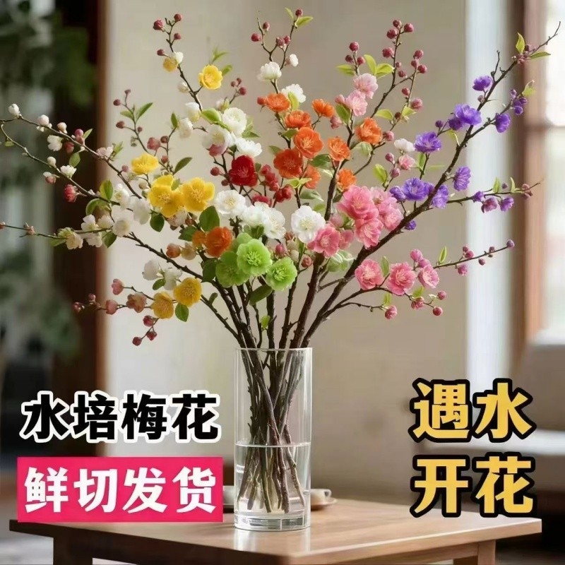 爆款开花浓香型水培鲜切梅花干枝带花苞室内耐寒花卉绿植客厅阳台