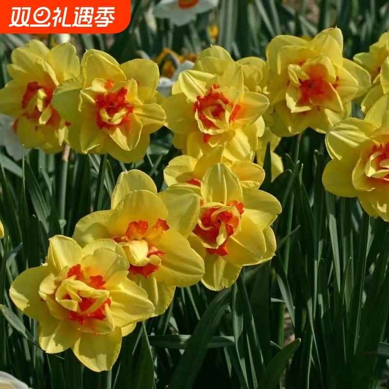 冬季耐寒重瓣洋水仙四季盆栽水培浓香花卉室内外阳台种植土培开花