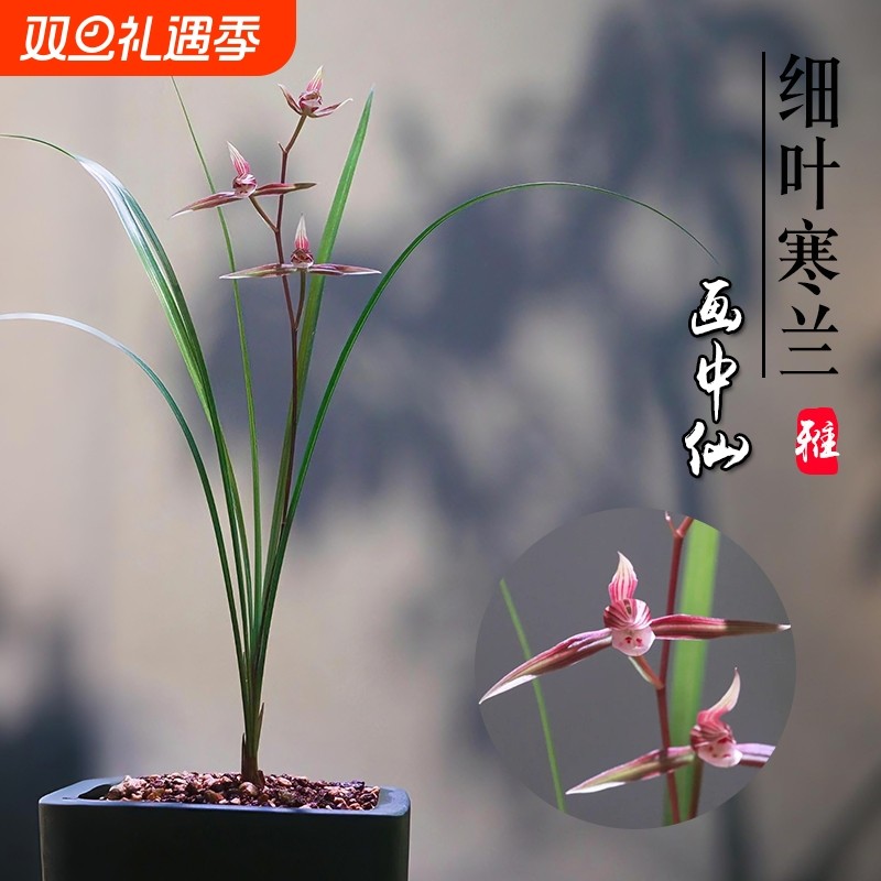 浙江细叶寒兰名贵兰花苗画中仙冬带花苞室内花卉绿植盆栽客厅品种