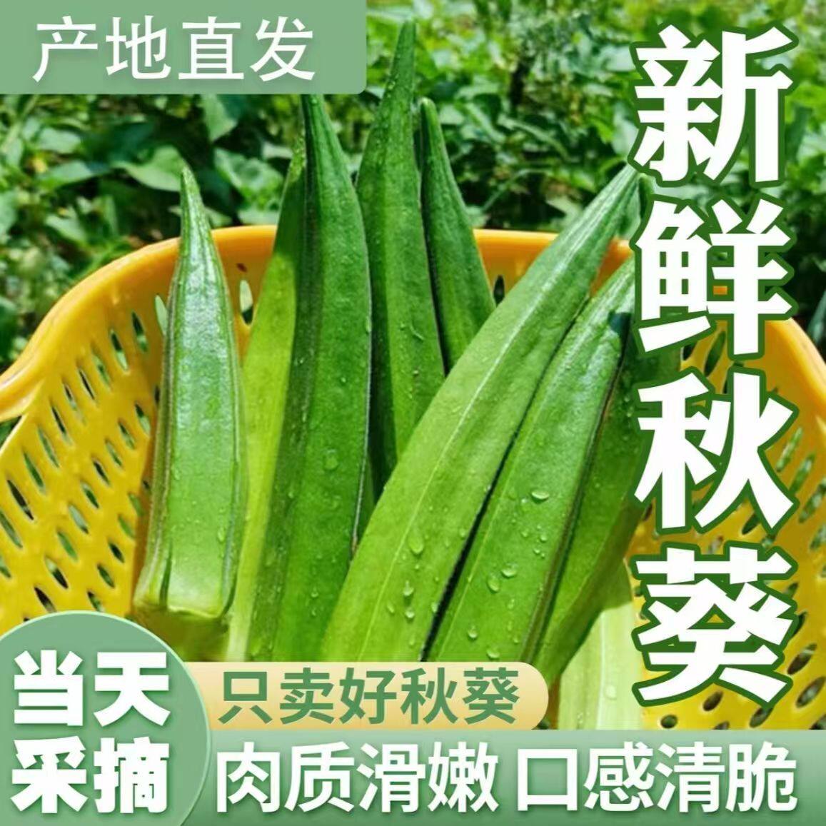 当季新鲜秋葵水果秋葵时令蔬菜农家自种鲜嫩可口羊角豆现摘黄秋葵