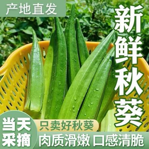 当季新鲜秋葵水果秋葵时令蔬菜农家自种鲜嫩可口羊角豆现摘黄秋葵