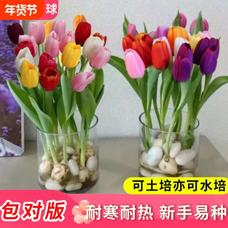 郁金香种球可水培土培花卉室内阳台盆栽庭院地载绿植耐寒耐热植物,鲜花速递/花卉仿真/绿植园艺,时令草本花卉,淘宝优惠券,粉丝福利购,淘宝优惠卷