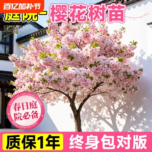 樱花树苗庭院大树晚樱早樱染井吉野绿化树苗关山樱东老桩山樱花