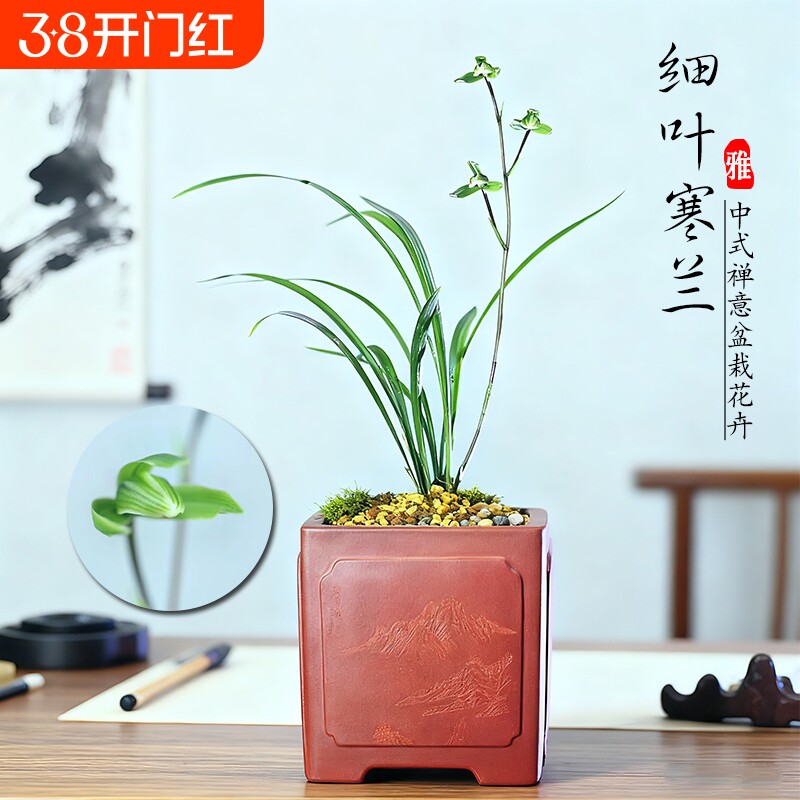 浙江细叶寒兰名贵兰花苗翠云涧冬带花苞浓香室内花卉绿植盆栽阳台