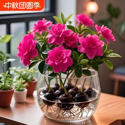 水培丽兰球盆栽好养室内外四季可种耐寒耐热四季开花阳台庭院窗台