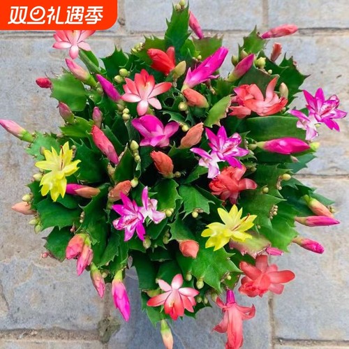 多色蟹爪兰精品重瓣绿植