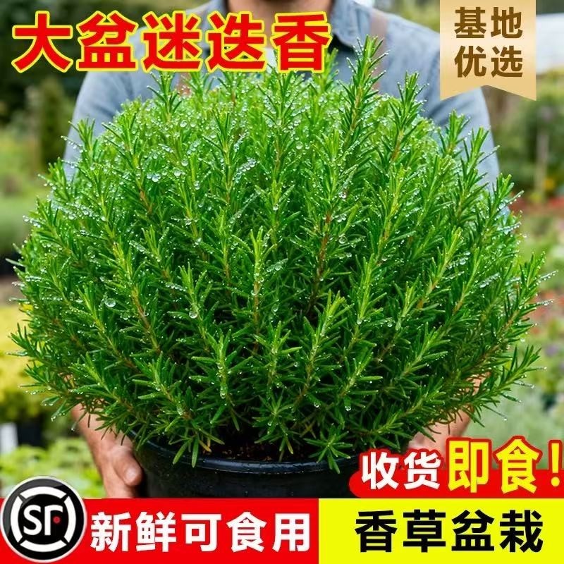 迷迭香苗盆栽可食用驱蚊植物香草薄荷苗室内水培花卉绿植物新鲜